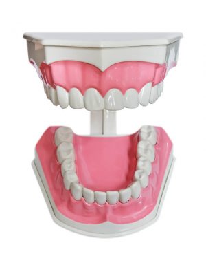 plastic teeth and gum model